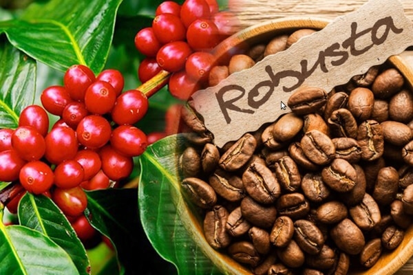 Ca_Phe_Robusta